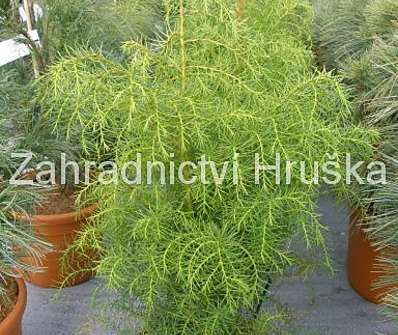 Cryptomeria japonica 'Elegans Viridis'.