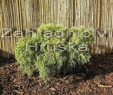 jalovec - Juniperus chinensis 'Old Gold'.