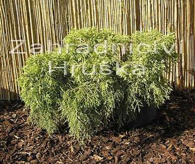 jalovec - Juniperus chinensis 'Old Gold'.