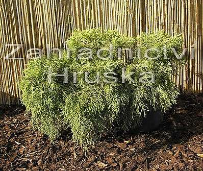 jalovec - Juniperus chinensis 'Old Gold'.