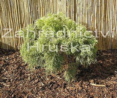 jalovec - Juniperus chinensis 'Old Gold'.