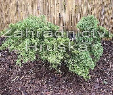 jalovec - Juniperus chinensis 'Old Gold'.