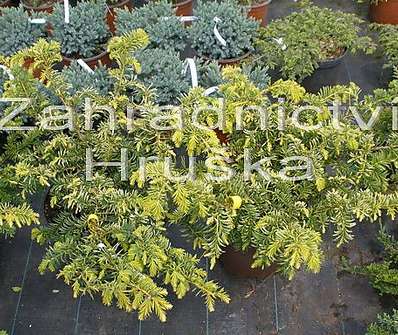 tis - Taxus baccata 'Washingtonii'