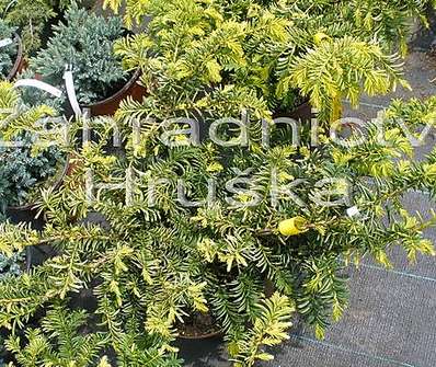 tis - Taxus baccata 'Washingtonii'