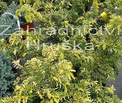 tis - Taxus baccata 'Washingtonii'