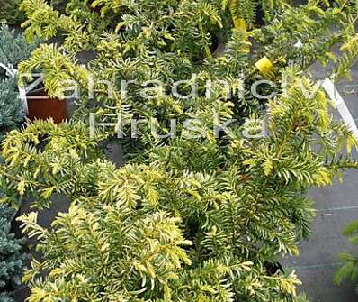 tis - Taxus baccata 'Washingtonii'