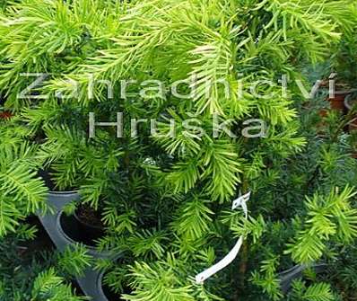 tis - Taxus media 'Densiformis'