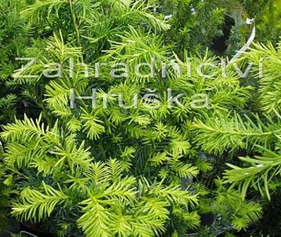 tis - Taxus media 'Densiformis'