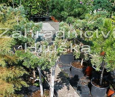 douglaska - Pseudotsuga mertensiana 'Compacta Viridis'