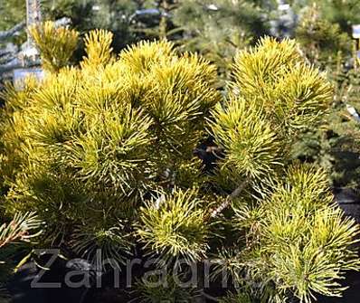 Borovice - Pinus mugo 'Karstens' KM