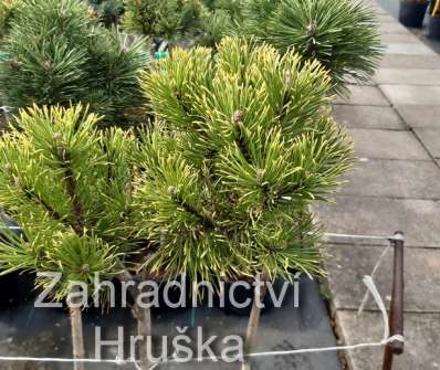 Borovice - Pinus mugo 'Karstens' KM