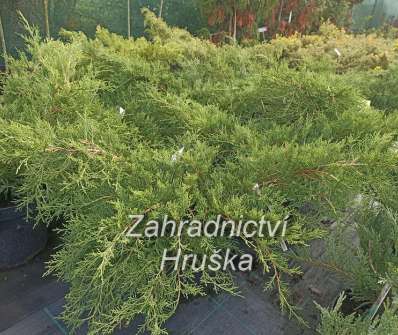 jalovec - Juniperus media 'Old Gold'