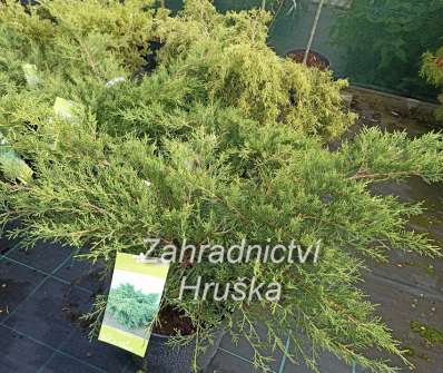 jalovec - Juniperus media 'Old Gold'