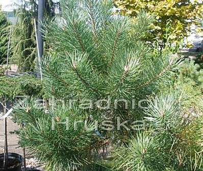 Borovice - Pinus nigra KM
