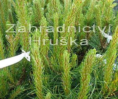Borovice - Pinus mugo 'Mughus'