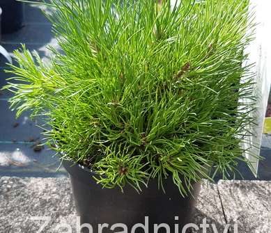 Borovice - Pinus mugo 'Mughus'
