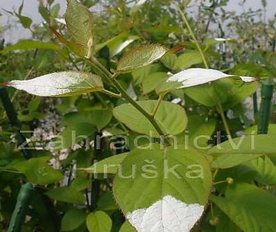 kiwi - Actinidia kol. Dr. Szymanowski