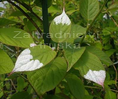 kiwi - Actinidia kol. Dr. Szymanowski