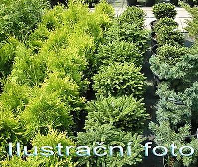 jalovec - Juniperus media 'Pfitzeriana Aurea'