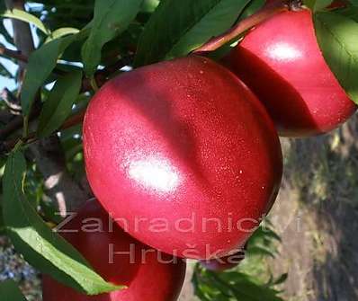 Nektarinka Neve