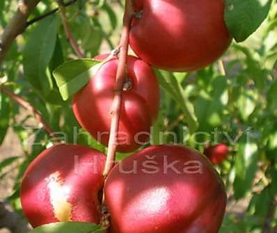Nektarinka Neve