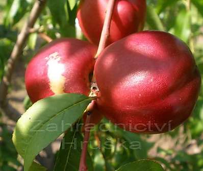 Nektarinka Neve