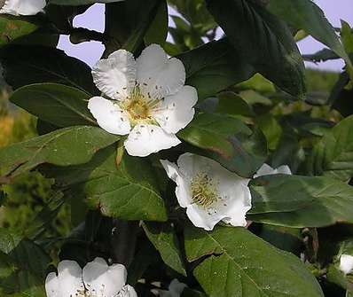 mespilus - mišpule