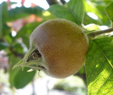mespilus - mišpule