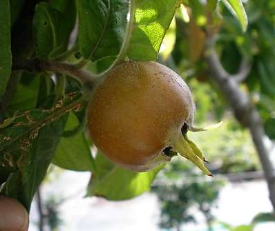 mespilus - mišpule