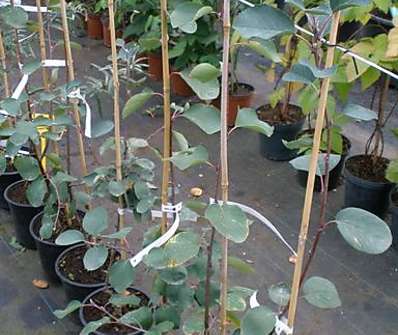 muchovník - Amelanchier Prince William