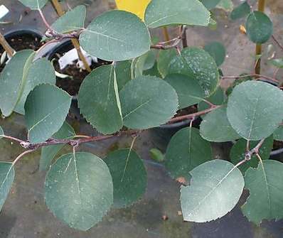 muchovník - Amelanchier Prince William