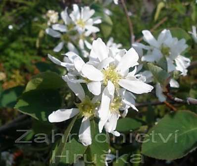 muchovník - Amelanchier Prince William