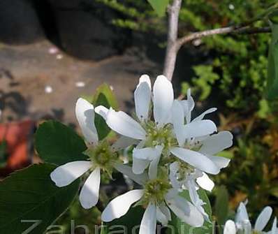 muchovník - Amelanchier Prince William
