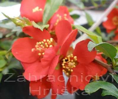 kdoulovec - Chaenomeles superba 'Fire Dance'