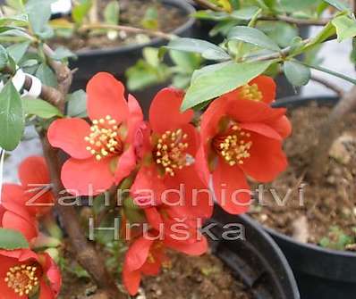 kdoulovec - Chaenomeles superba 'Fire Dance'