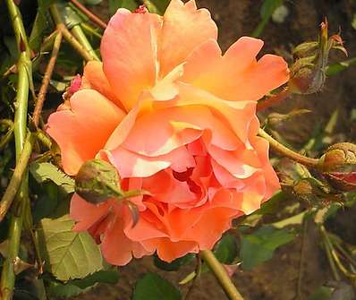 Westerland
