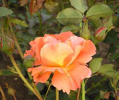 Westerland