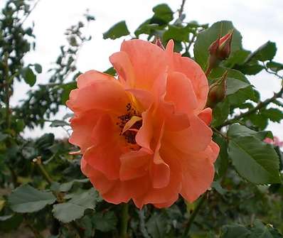 Westerland