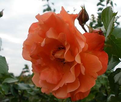 Westerland