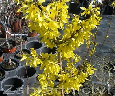 zlatice - Forsythia x intermedia 'Spectabilis'