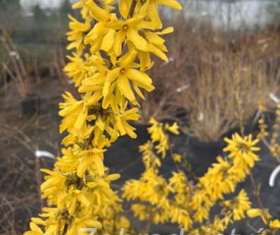 zlatice - Forsythia x intermedia 'Spectabilis'