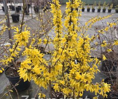 zlatice - Forsythia x intermedia 'Spectabilis'