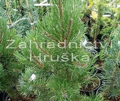 Borovice - Pinus mugo 'Robusta'.