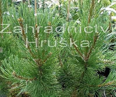 Borovice - Pinus mugo 'Robusta'.