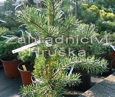 Borovice - Pinus banksiana 'Pendula Kalouš'