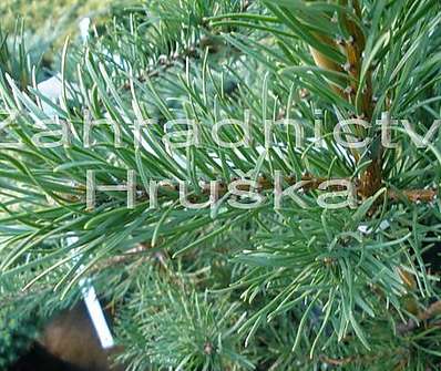 Borovice - Pinus banksiana 'Pendula Kalouš'