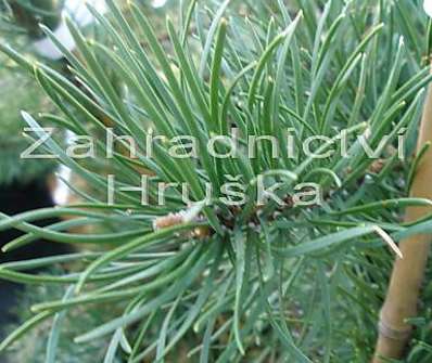 Borovice - Pinus banksiana 'Pendula Kalouš'