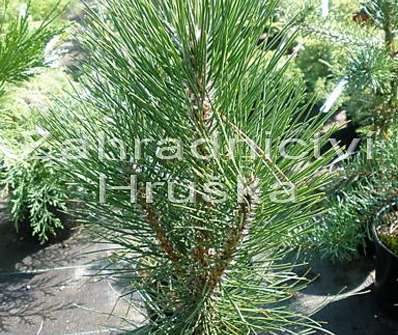 Borovice - Pinus nigra 'Klapý'