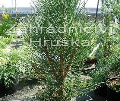 Borovice - Pinus nigra 'Klapý'