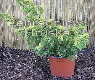 jalovec - Juniperus chinensis 'Plumosa Aurea'